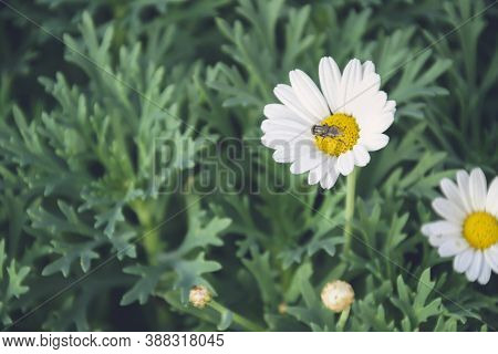 Close Up Picture Of Chamomile Flower With Fly In The Middle On Green Background. Herb On Green Backg