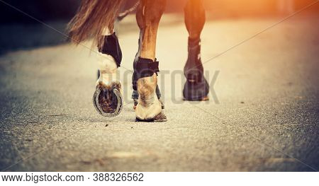 Feet Running Sports Horse. Legs Of A Sporting Savvy Horse In Knee-caps