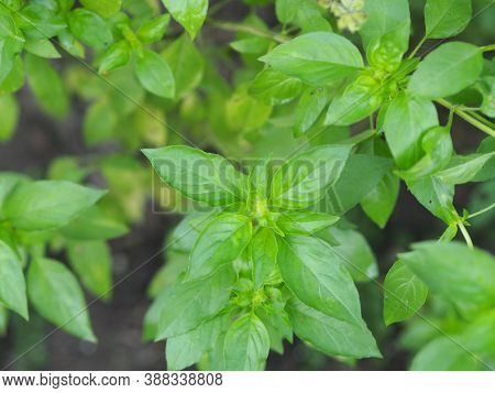 Thai Sweet Basil Or Horapha Light Green With Flower Wide Leaves While, Purple Stems, Flowers And Spe