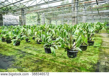 Orchid Farm Orchid Image Photo Free Trial Bigstock