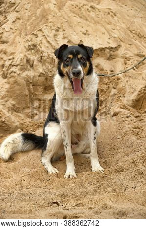 Cute Black And White Dog Sitting On The Lawn, Outside Photo. Summer