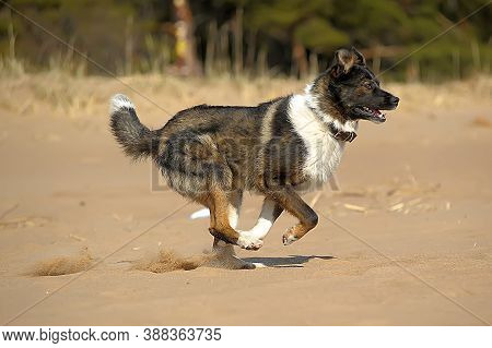 Dog On The Beach