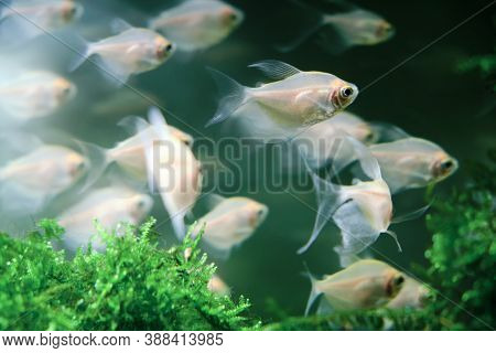 Ordinary Ternetia (gymnocorymbus Ternetzi, White Tetra) Is A Species Of Freshwater Ray-finned Fish I