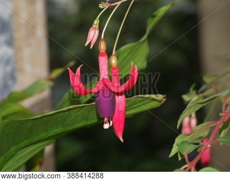 Fuchsia Flower On Nature Background  Close Up