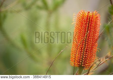 Banksia In Bushland A Favourite Flower For Many Birds And Insects Of Australia