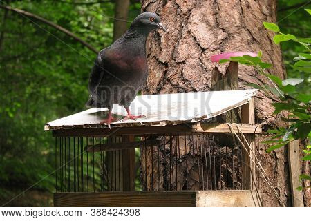 Pigeon Sitting On The Feeder. Wooden Through For Birds On The Tree. Pigeon In The Forest On A Wooden