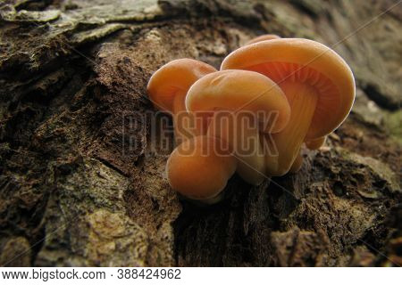 Enoki Mushrooms - Types Of Mushrooms Growing In The Cold. Flammulina Velutipes On The Tree. Honey Ag