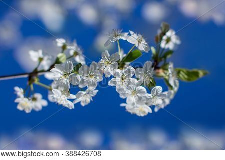 Branches Of A Blossoming Cherry On Blue Sky Background. Spring Comes, Trees Bloom. White Flowers On 