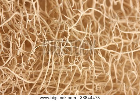 luffa tło