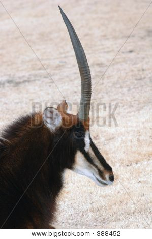 แอนทีโลป Sable
