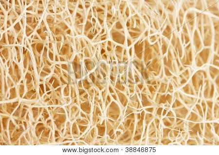 luffa tło