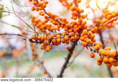Hippophae Is A Genus Of Sea Buckthorn, Deciduous Shrubs In The Family Elaeagnaceae. Blackthorn, Will