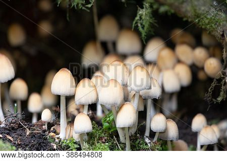 Mica Cap (coprinellus Micaceus) Mushrooms