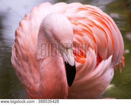 Flamingo Bird. The Flamingo (phoenicopterus Ruber) Is A Large Species Of Flamingo Also Known As The 