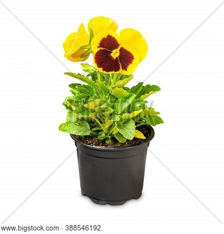 Viola Wittrockiana Flower Growing In Pots On White Background