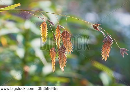 Beautiful  Sprig Of River Oats On Blurred Greenery Floral Background In Sunny Day. Latin Name Is Uni
