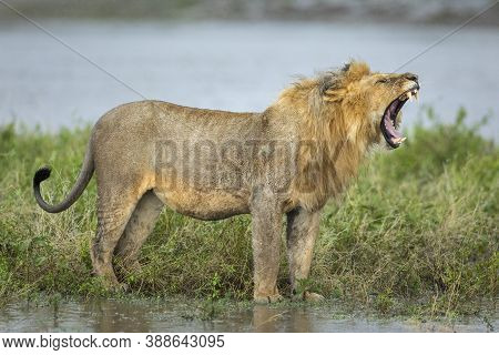 Male Lion Standing In Wet Bush In The Rain Yawning In Ndutu In Tanzania