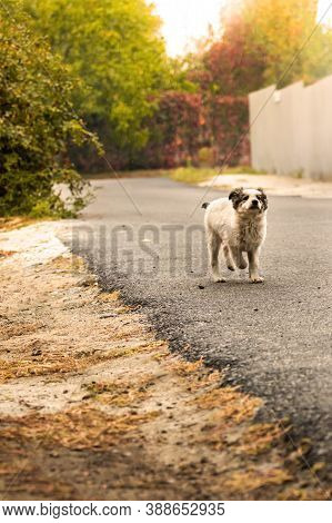 A Funny Puppy Runs Headlong Along An Autumn Path In The Rain