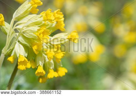 Cowslips (primula Veris)