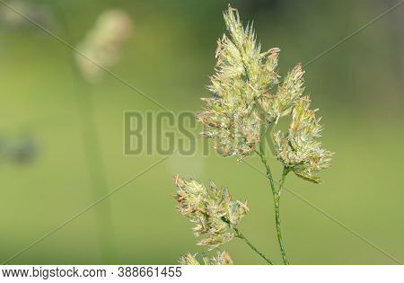 Macro Shot Of Seeds On A Cat Grass (dactylis Glomerata) Plant