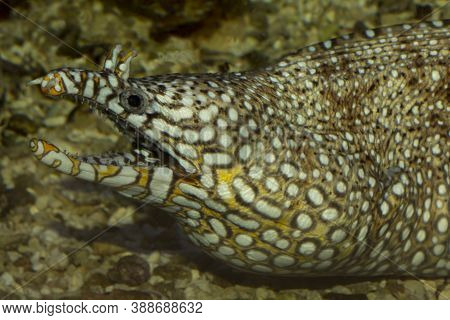 Leopard Moray Eel  (enchelycore Pardalis) In Zoo.
