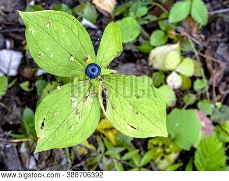 Poisonous Plant With The Latin Name Paris Quadrifolia Grows In Forests, A Rare Plant, Southern Urals