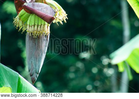 A Nice Conical Or Banana Flower Or Kolar Mocha Beside The Road