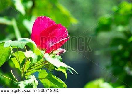 Pink Hawaiian Hibiscus Flower Seven Species Of Hibiscus Native To Hawaii Or Joba Flower