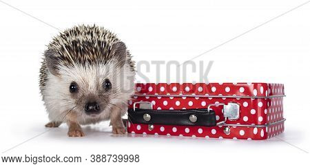 Cute Baby African Pygme Hedgehog, Standing Beside Little Red Suitcase With White Dots. Looking To Ca