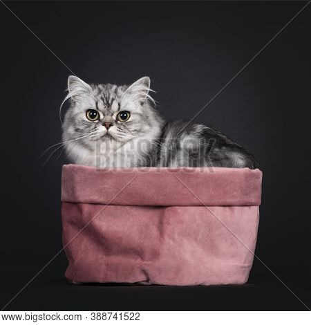 Pretty Young Black Silver Blotched British Longhair Cat, Sitting Side Ways In Pink Velvet Bag. Looki