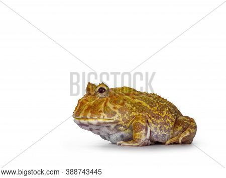 Side View Of Young Adult Male Albino American Horned Or Pacman Frog. Isolated On White Background.