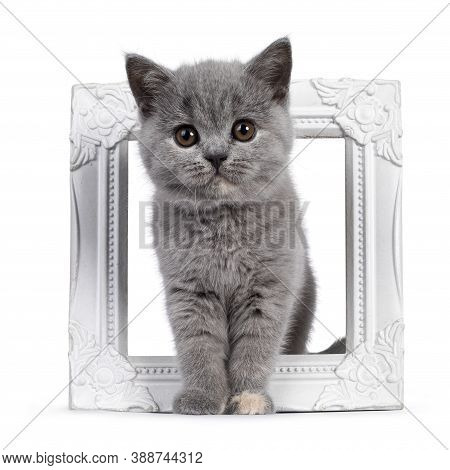 Adorable Blue Tortie British Shorthair Cat Kitten, Standing Through White Photo Frame. Looking Towar