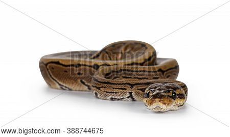 Pinstripe Ballpython Snake Aka Python Regius, Moving Towards Camera. Detailed Head Facing Camera, Sh