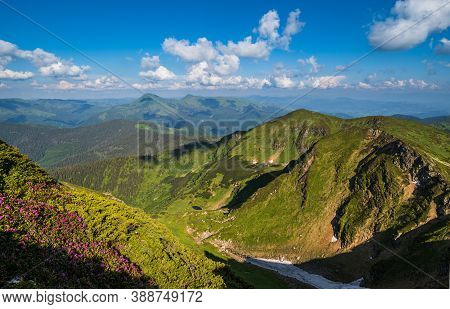Summer Mountain Rocky Ridge, Rhododendron Flowers And Dwarf Alpine Pine Bushes. Marmaros Pip Ivan Mo