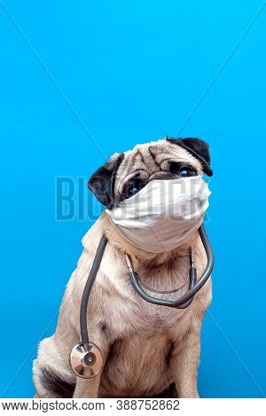 Portrait Of A Cute Pug Dog As A Medicine Doctor With A Stetoscope And Medical Mask On Its Face