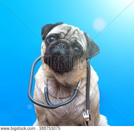 Portrait Of A Cute Pug Dog As A Medicine Doctor With A Stetoscope. Portrait