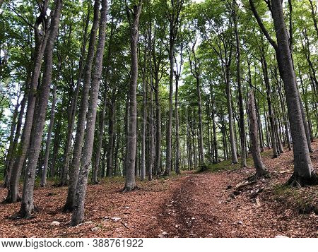 Hiking Trails, Forest Paths And Bicycle Roads In The Ucka Nature Park, Croatia