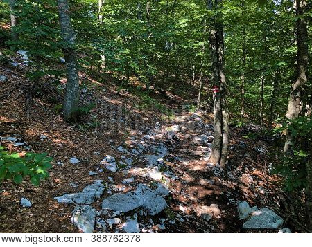 Hiking Trails, Forest Paths And Bicycle Roads In The Ucka Nature Park, Croatia