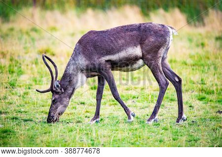 Close Up Female Caribou Portrait In Alaska National Park