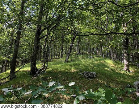 Trees And Vegetation In A Mixed Forest In The Area Of The Ucka Nature Park, Croatia