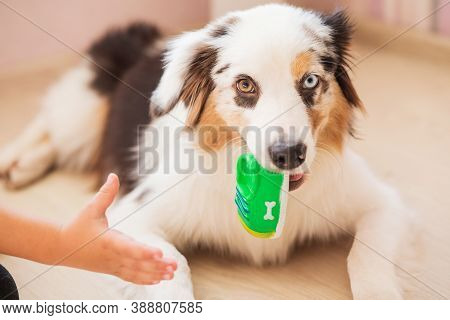 Sitting Australian Shepherd Lying With Toy And Kis Hand Try To Take Toy
