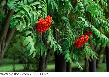 Closeup Of Clusters Of Red Mountain Ash Berries On The Branches With Green Leaves, Rowan Trees In Su