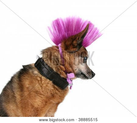 chihuahua น่ารักกับทรงผม punker โมฮอก