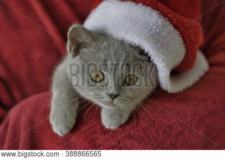 Look Of Cute Gray British Kitten In Santa Hat.