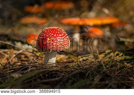 Amanita Muscaria, The Fly Agaric - Close-up View Of A Young Little Mushroom In The Forest, In The Ba