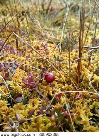Wild Cranberries In The Moss. Red Berries In The Swamp.