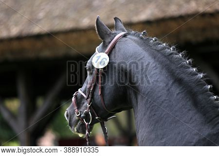 Beautiful Face Of A Purebred Horse. Portrait Of Beautiful Stallion. A Head Shot Of A Single Horse. H
