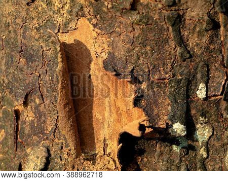 Dried Bark Of  African Tulip Or Spathodea Tree, Texture Or Background
