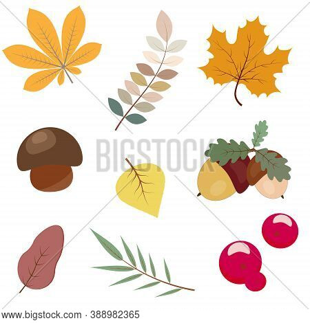 Colored Vector Icons: Autumn Leaves, Mushroom, Acorns, Berries