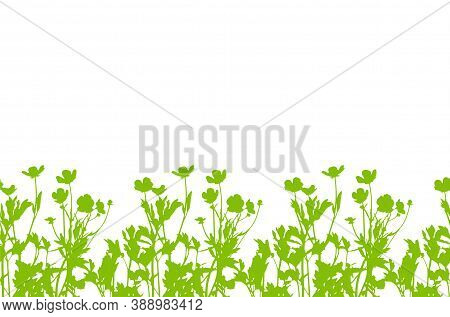 Vector Seamless Buttercup Flowers - Hairy Buttercup (ranunculus Sardous) Border Isolated On White Ba